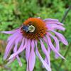 Easy Pollinator Garden