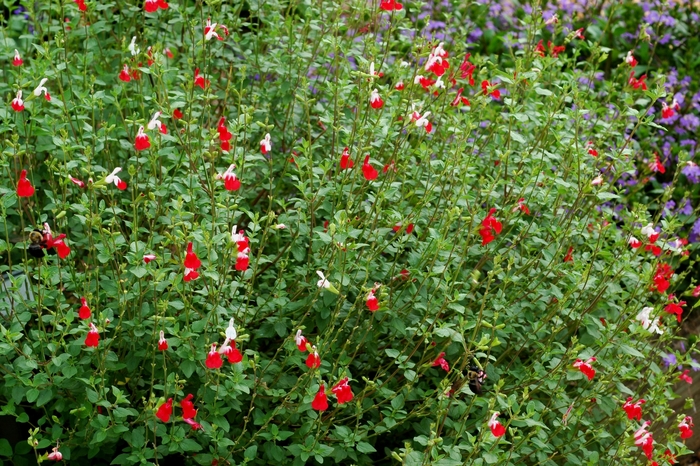 Hot Lips - Salvia microphylla from Bloomfield Garden Center