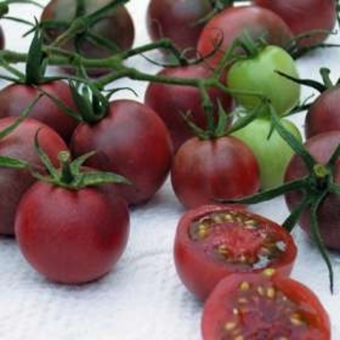Black Cherry - Tomato - Cherry from Bloomfield Garden Center