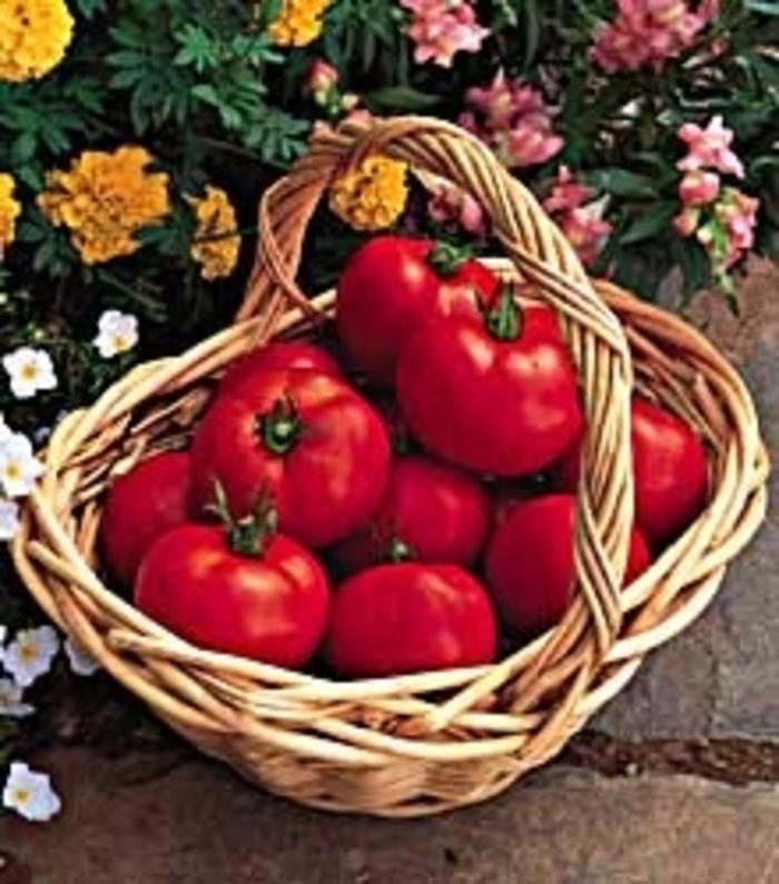 Early Doll - Tomato - Heirloom from Bloomfield Garden Center