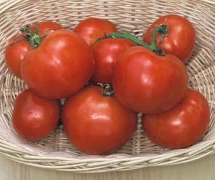 Manitoba - Tomato - Heirloom from Bloomfield Garden Center