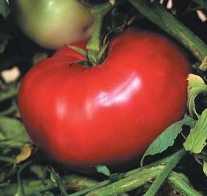 Mortgage Lifter - Tomato - Heirloom from Bloomfield Garden Center