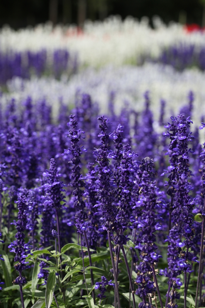 Victoria Blue - Salvia - farinacea from Bloomfield Garden Center Victoria Blue - Salvia - farinacea from Bloomfield Garden Center