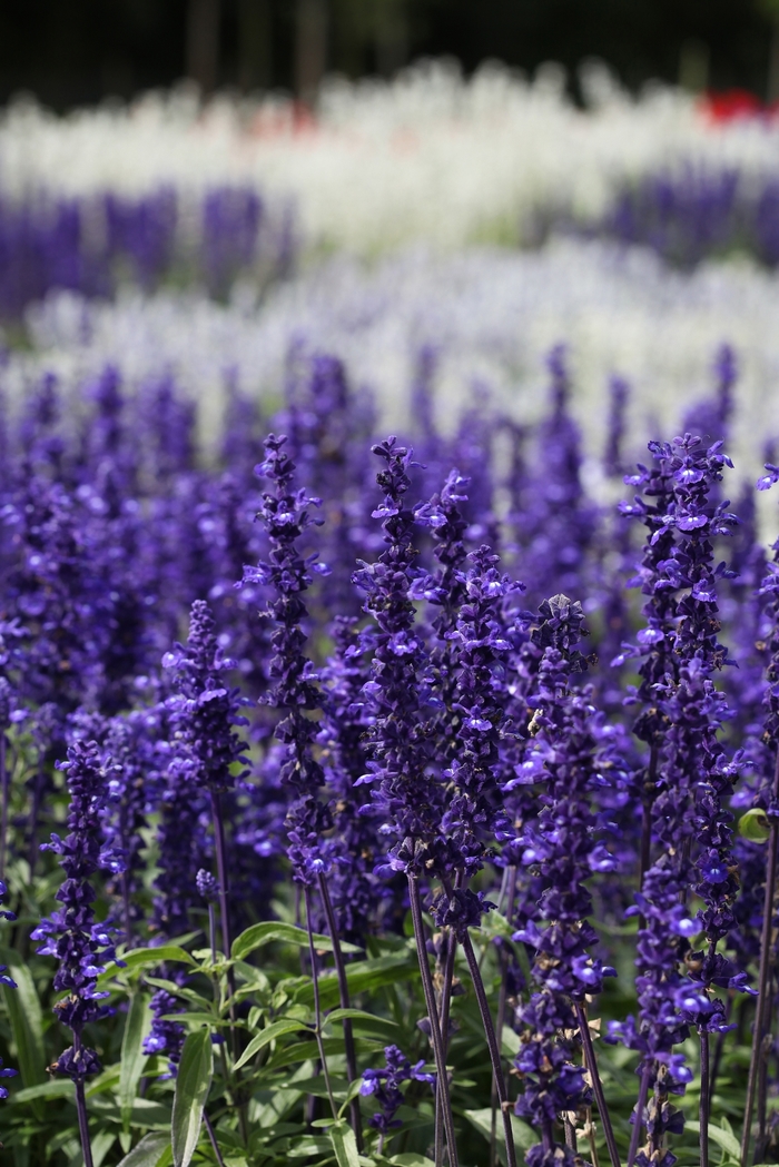 Victoria Blue - Salvia - farinacea from Bloomfield Garden Center