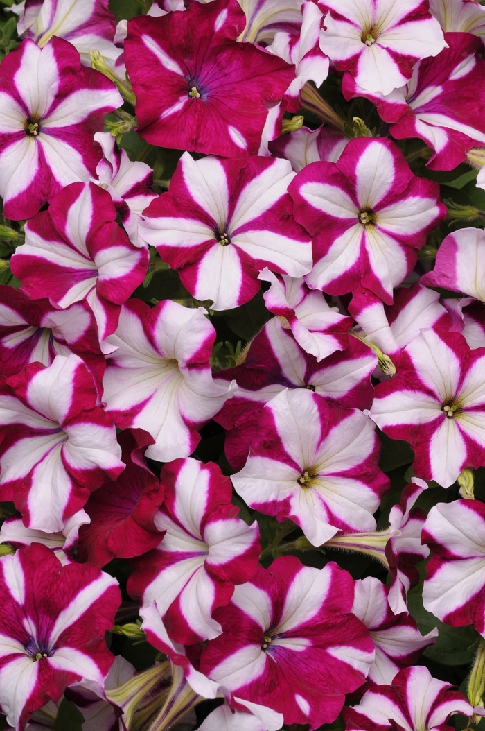 Easy Wave® Burgundy Star - Petunia - Easy Wave from Bloomfield Garden Center