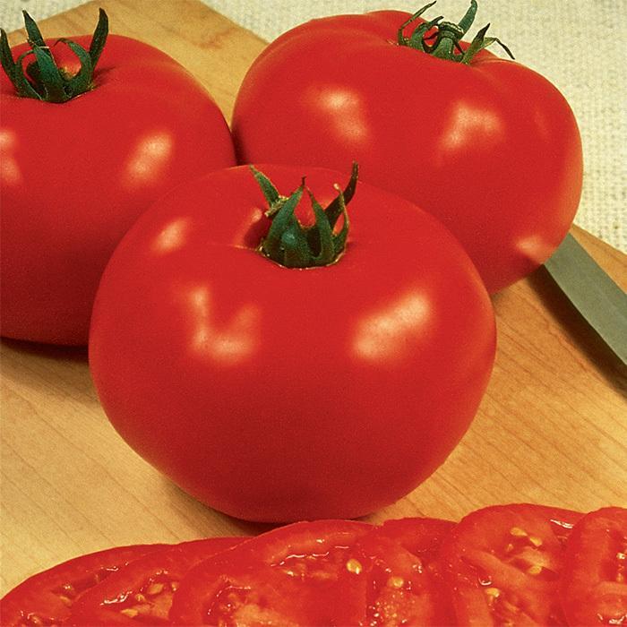 Abe Lincoln - Tomato - Heirloom from Bloomfield Garden Center