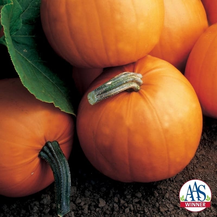 Orange Smoothie - Pumpkin from Bloomfield Garden Center Orange Smoothie - Pumpkin from Bloomfield Garden Center