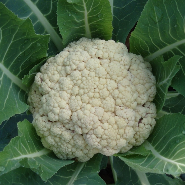 Snow Crown - Cauliflower from Bloomfield Garden Center