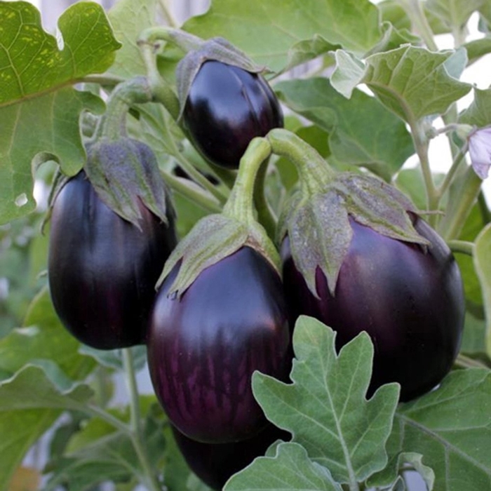 Black Beauty - Eggplant from Bloomfield Garden Center