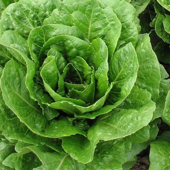 Buttercrunch - Lettuce from Bloomfield Garden Center Buttercrunch - Lettuce from Bloomfield Garden Center