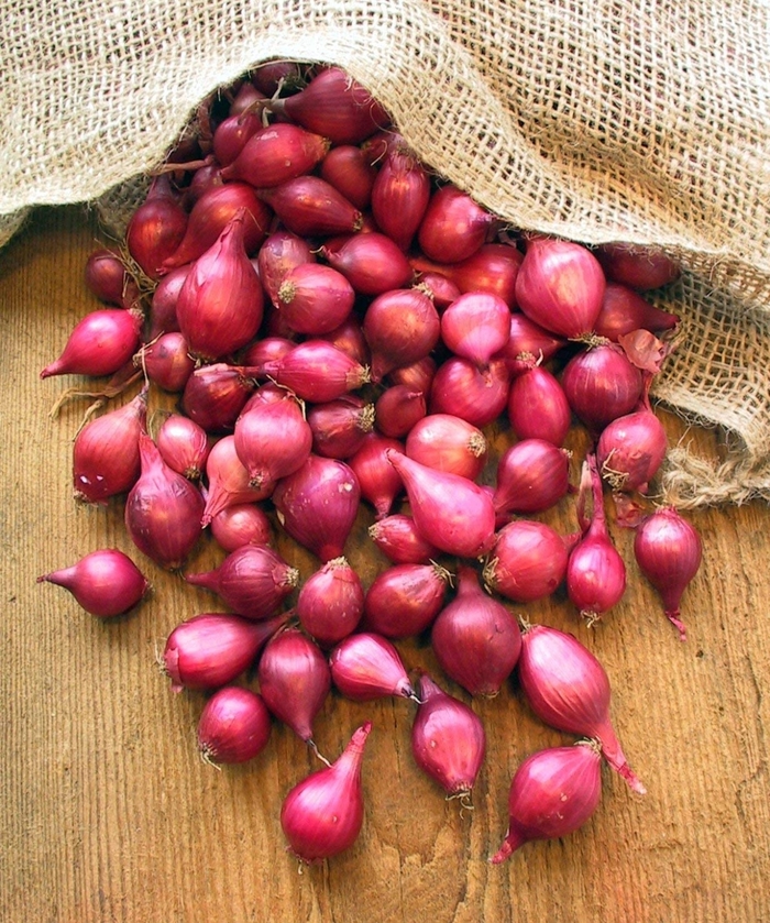 Red Sets - Onion from Bloomfield Garden Center